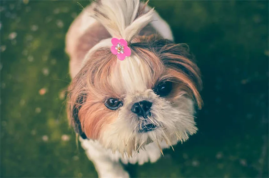 犬が家でうんちする7つの理由と今日からできる対策