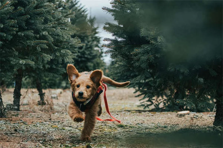 犬が家でうんちする7つの理由と今日からできる対策