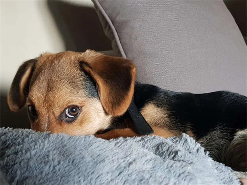 犬猫の吐き気止めオンダンセトロンとは？効果的な使い方と注意点