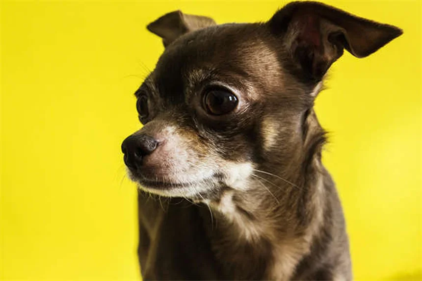 犬猫の吐き気止めオンダンセトロンとは？効果的な使い方と注意点