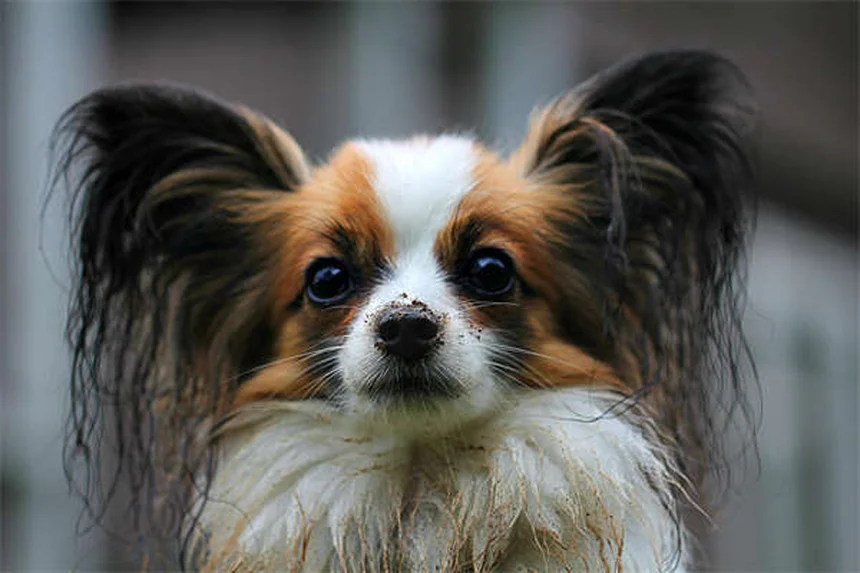 犬猫の吐き気止めオンダンセトロンとは？効果的な使い方と注意点