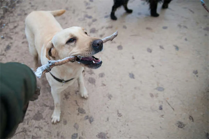 犬猫の吐き気止めオンダンセトロンとは？効果的な使い方と注意点