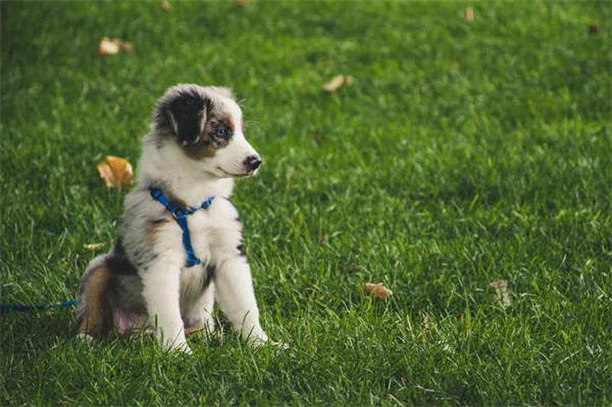 ハウンドドッグの種類と特徴｜30犬種の性格・飼い方ガイド