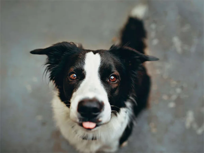 犬の涙やけの原因と自宅でできる対策5選【獣医師監修】