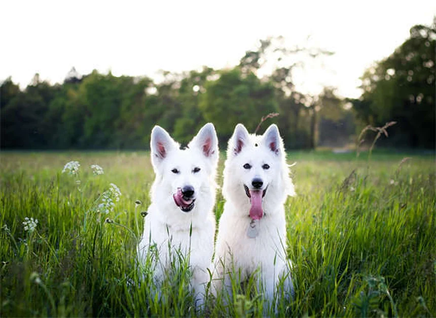 犬の水治療は効果あり？実体験で分かった3つのメリットと正しい始め方