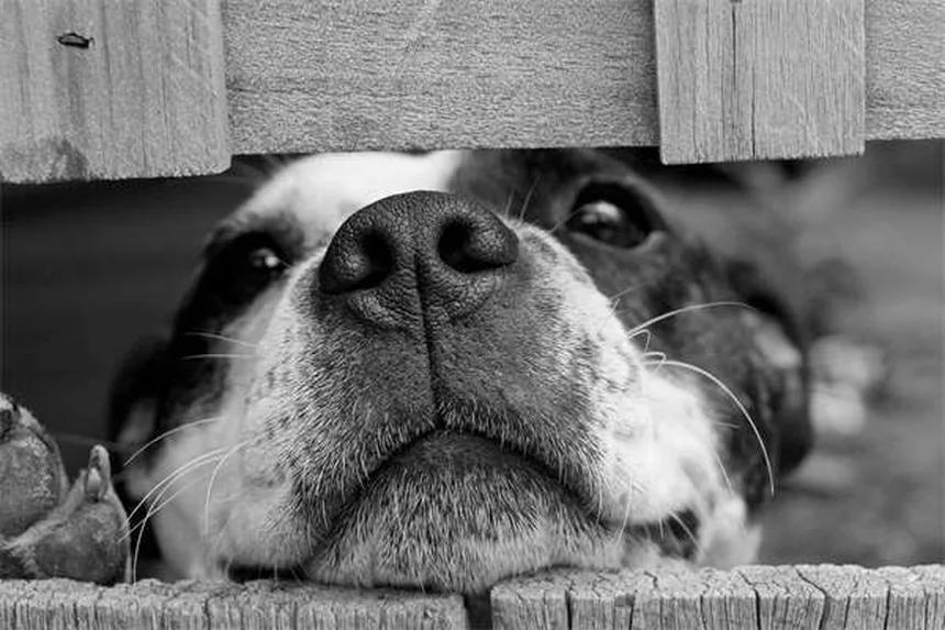 犬にカシューナッツを与える前に知っておきたい5つの注意点