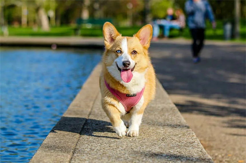 犬の水泳レッスン｜愛犬と楽しむプールタイムの始め方
