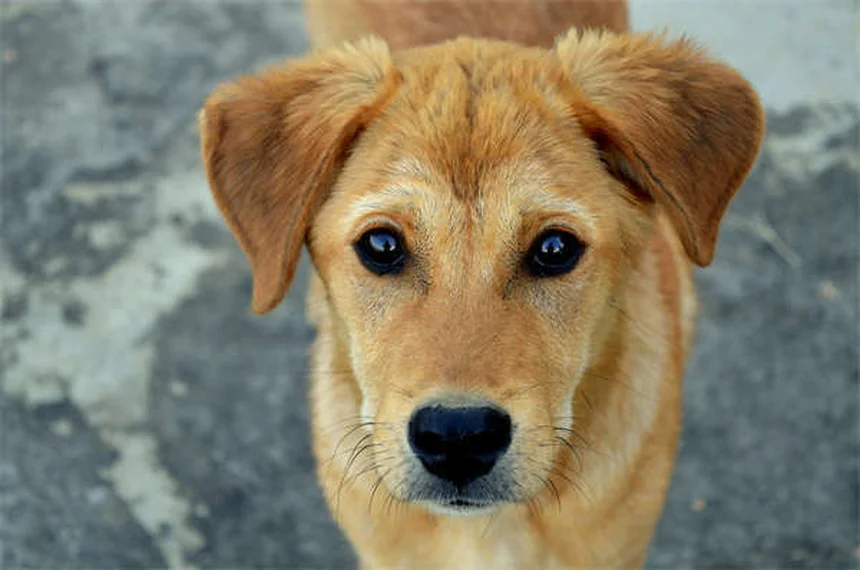 犬の水泳レッスン｜愛犬と楽しむプールタイムの始め方
