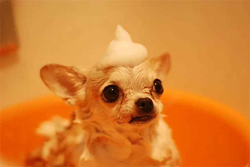 犬のしこり・できものの種類と対処法【獣医師が解説】