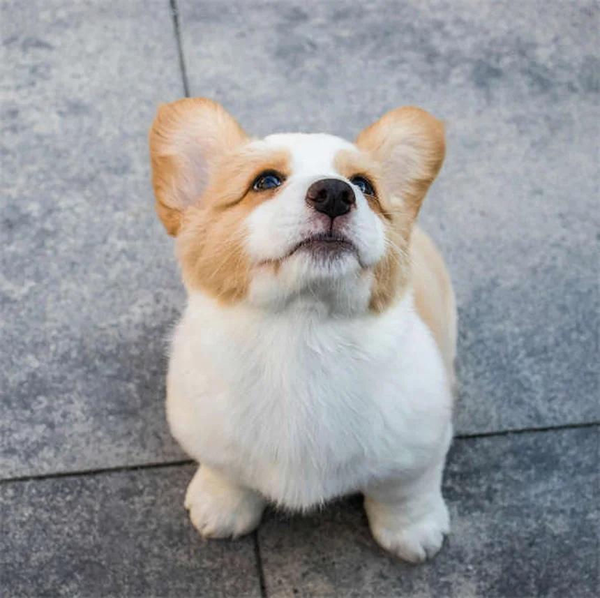 犬のしこり・できものの種類と対処法【獣医師が解説】