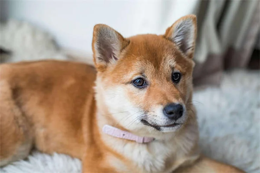 犬のしこり・できものの種類と対処法【獣医師が解説】