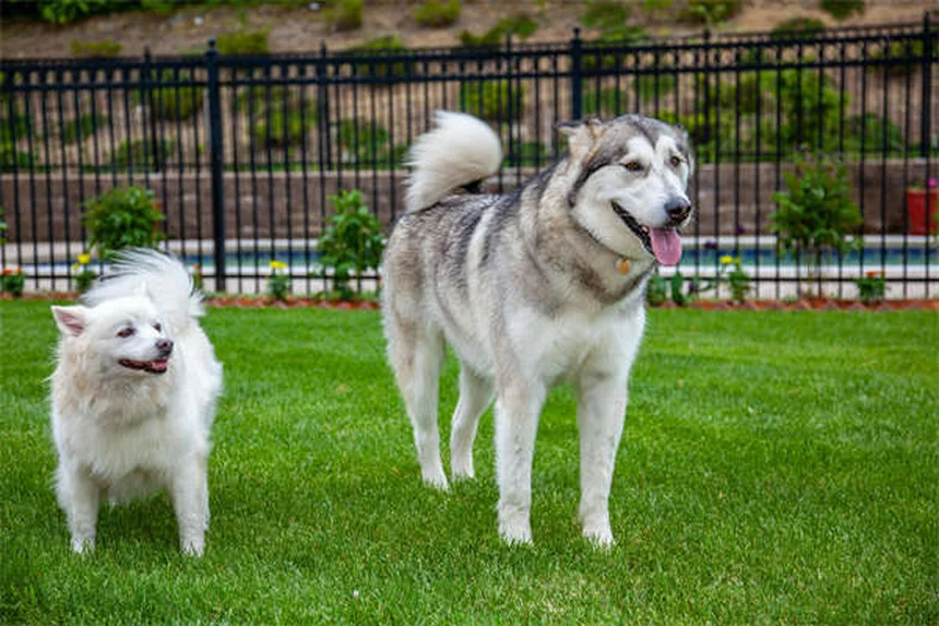 犬の年齢の数え方｜小型犬と大型犬で違う！正しい計算方法