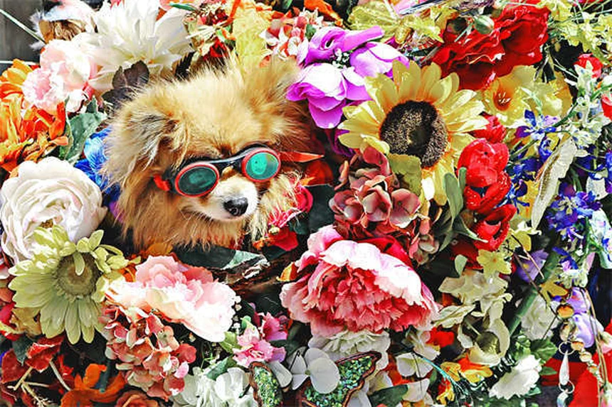 子犬の心フィラリア予防薬、いつから始める？選び方と完全ガイド