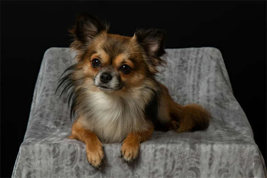 犬のノミ・ダニ駆除薬中毒とは？症状と予防法を徹底解説