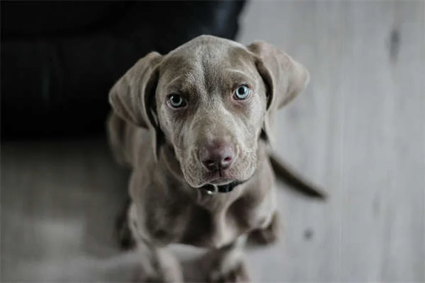 犬のノミ・ダニ駆除薬中毒とは？症状と予防法を徹底解説