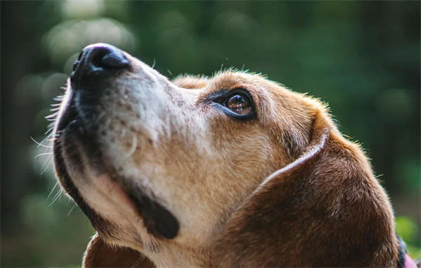 犬猫の胃潰瘍に効くペプシドの正しい使い方【獣医師監修】