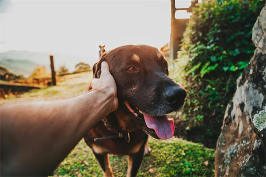 犬猫の胃潰瘍に効くペプシドの正しい使い方【獣医師監修】