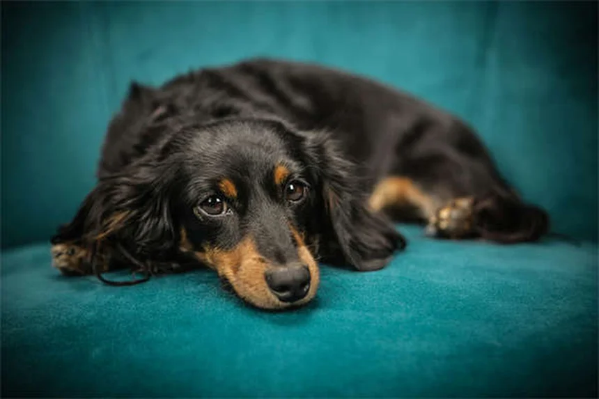 犬のMDR1遺伝子とは？愛犬の薬剤感受性を徹底解説