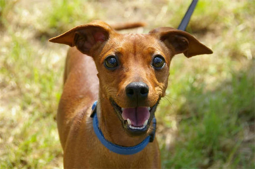 犬のMDR1遺伝子とは？愛犬の薬剤感受性を徹底解説