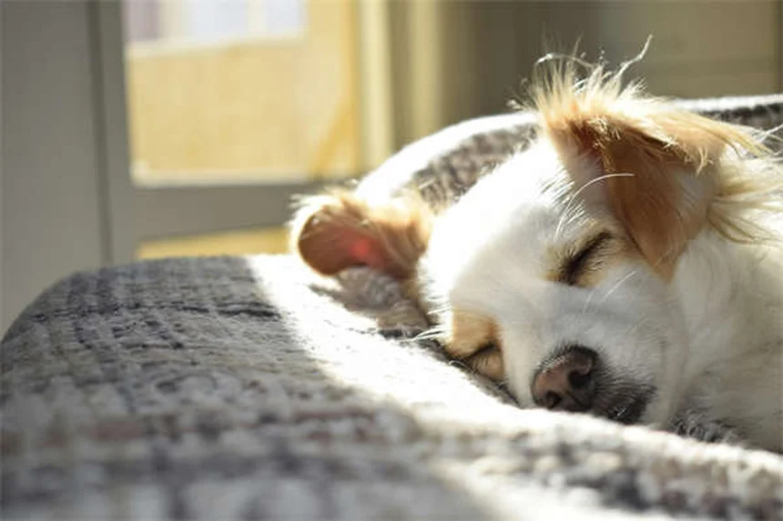 ポジティブ・レインフォースメントとは？犬のしつけに効果的な3つの理由