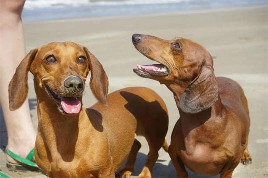 ポジティブ・レインフォースメントとは？犬のしつけに効果的な3つの理由