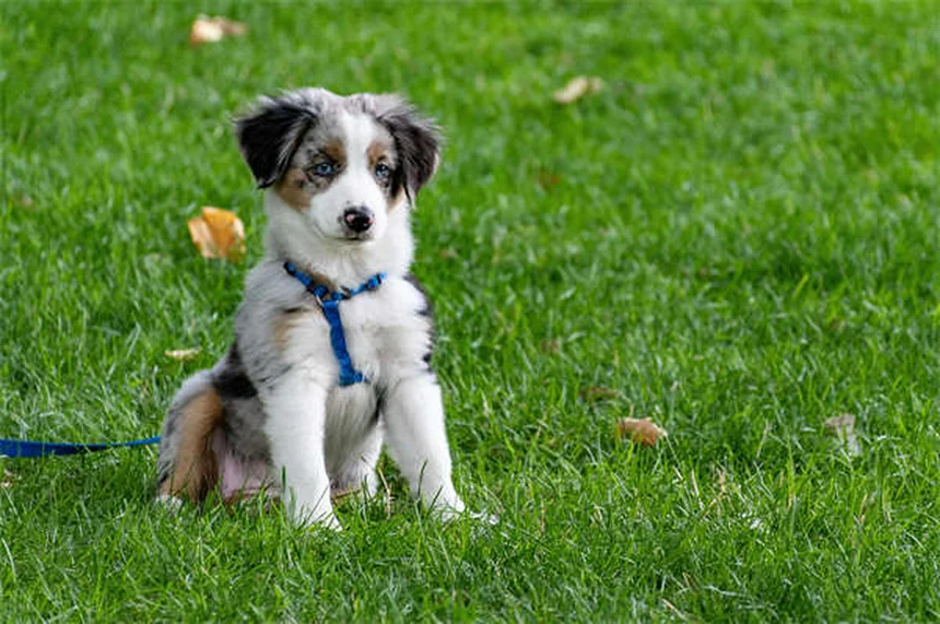 犬や猫は悲しみを感じる？ペットのグリーフサインと対処法