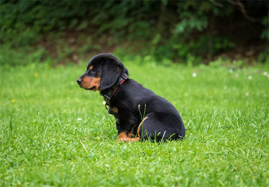 犬が足の上に座る心理5選｜愛情表現から不安サインまで解説
