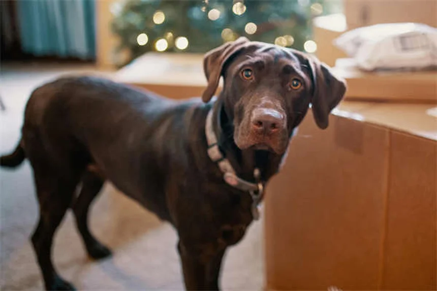 犬が足の上に座る心理5選｜愛情表現から不安サインまで解説