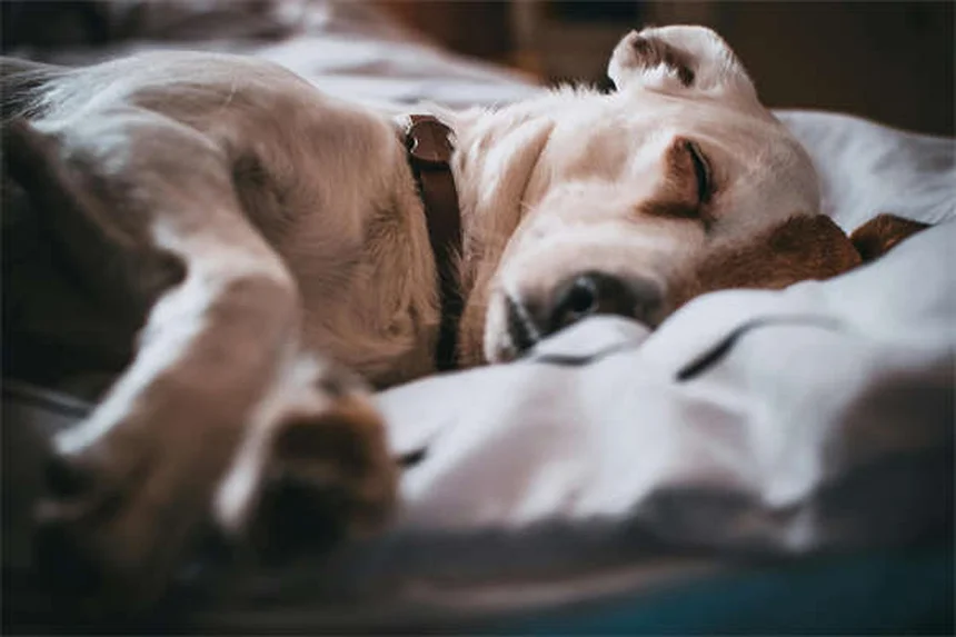 犬が吠える7つの理由｜愛犬の気持ちがわかるボディランゲージ解説