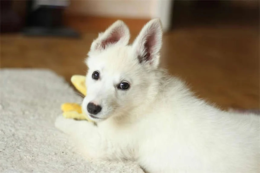 犬が吠える7つの理由｜愛犬の気持ちがわかるボディランゲージ解説
