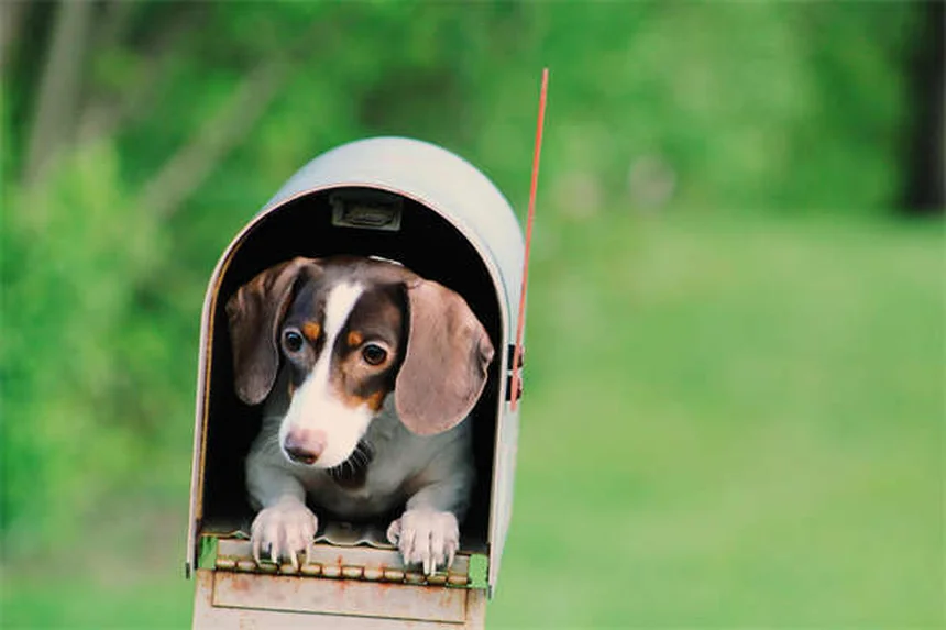 犬の撫で方のコツ｜初対面でも仲良くなれる正しい接し方