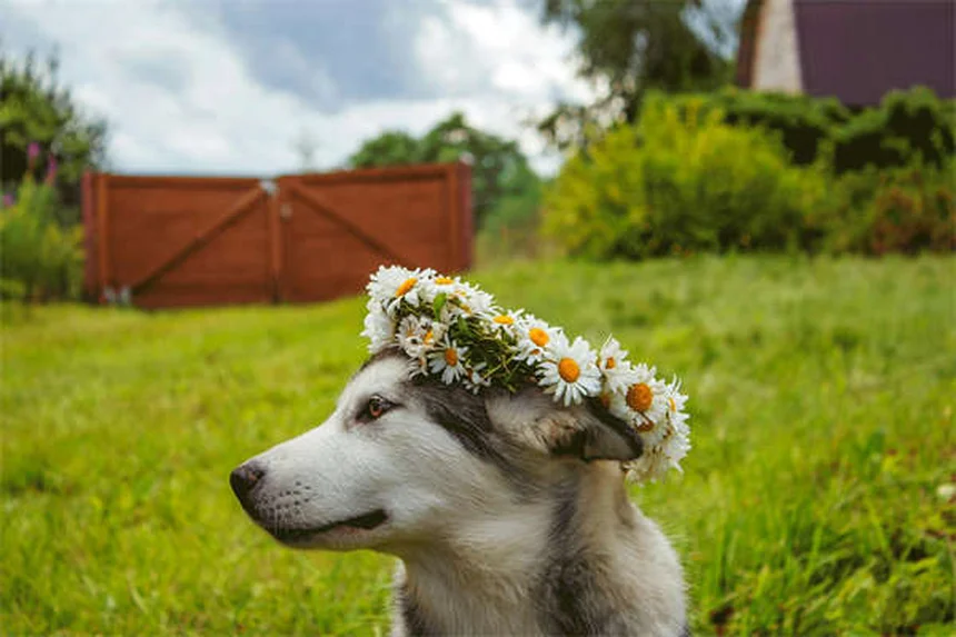 犬の撫で方のコツ｜初対面でも仲良くなれる正しい接し方