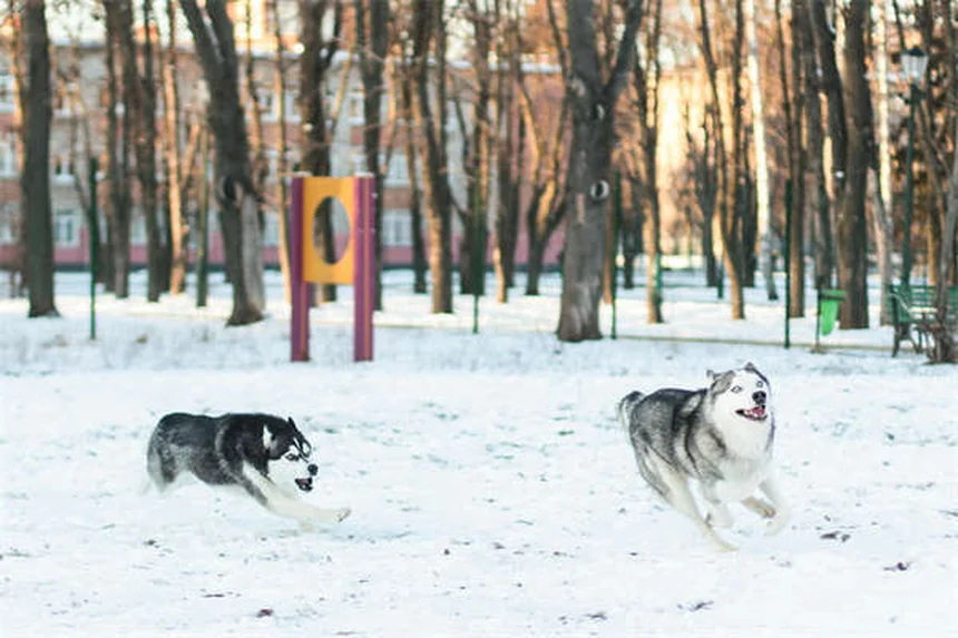 トルトラズリルとは？犬猫のコクシジウム症に効く薬の全て