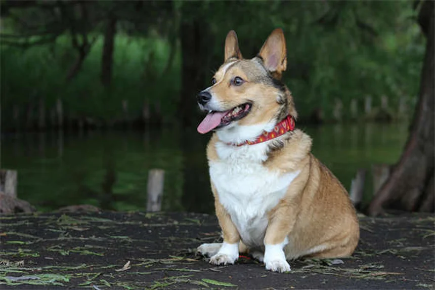 犬のコデイン使用｜副作用や正しい使い方を獣医が解説