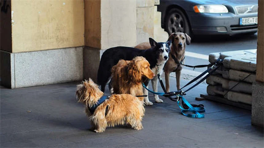 犬のコデイン使用｜副作用や正しい使い方を獣医が解説