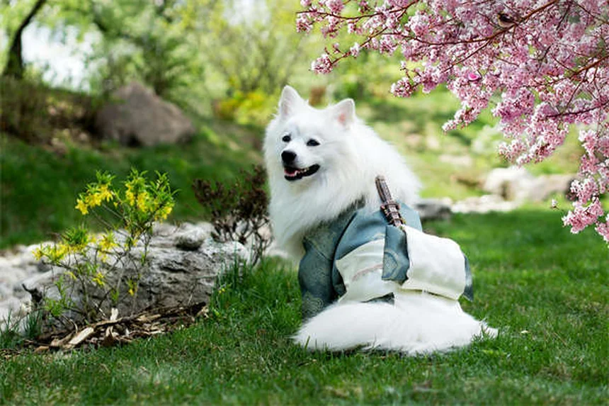 犬が草むらで転がる理由5選！本能から病気のサインまで徹底解説
