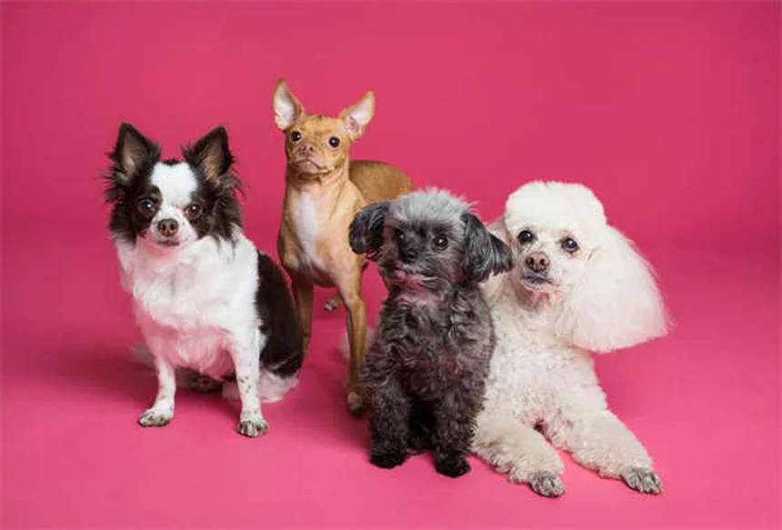 犬が草むらで転がる理由5選！本能から病気のサインまで徹底解説