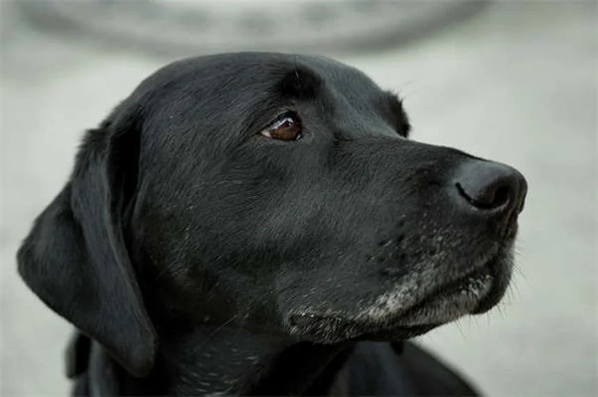 犬が草むらで転がる理由5選！本能から病気のサインまで徹底解説