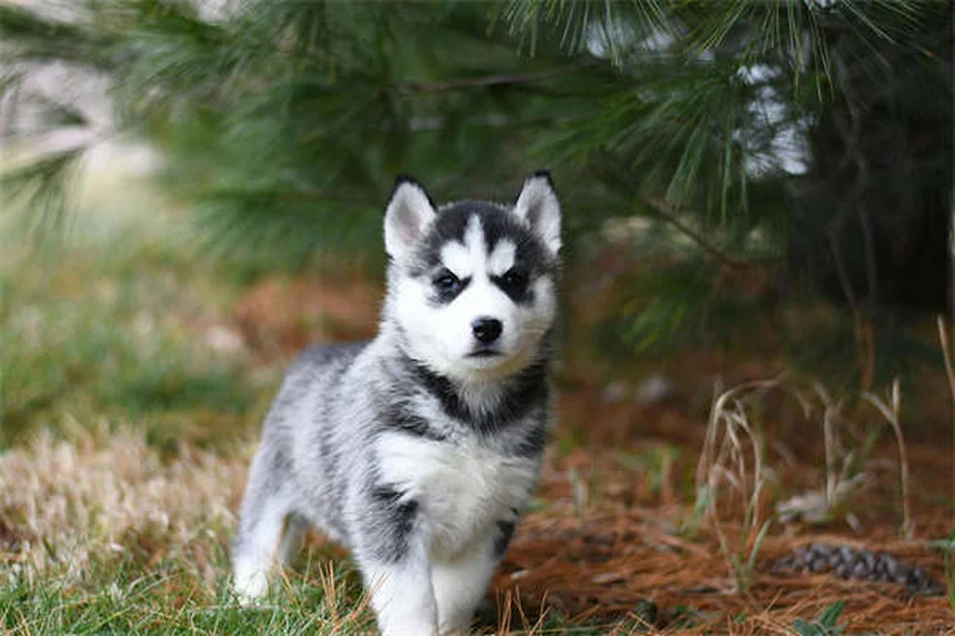 犬猫の心臓病治療薬ベナゼプリルの効果と正しい使い方