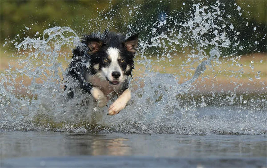 犬猫の心臓病治療薬ベナゼプリルの効果と正しい使い方