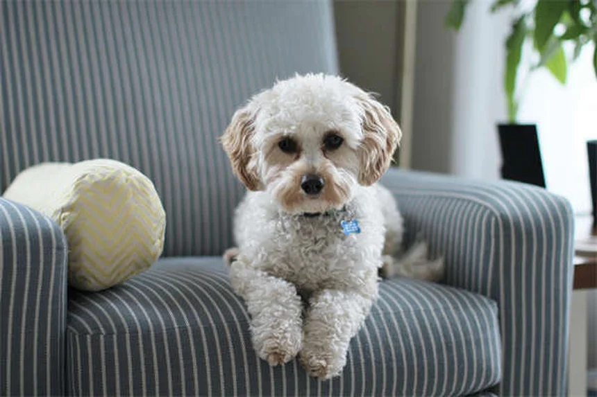 愛犬の退屈サインと解消法、獣医が教える5つのステップ