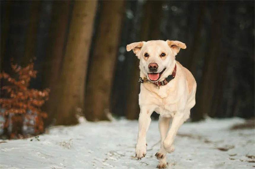 ロニダゾールとは？猫・犬の原虫感染症に効く薬の全て