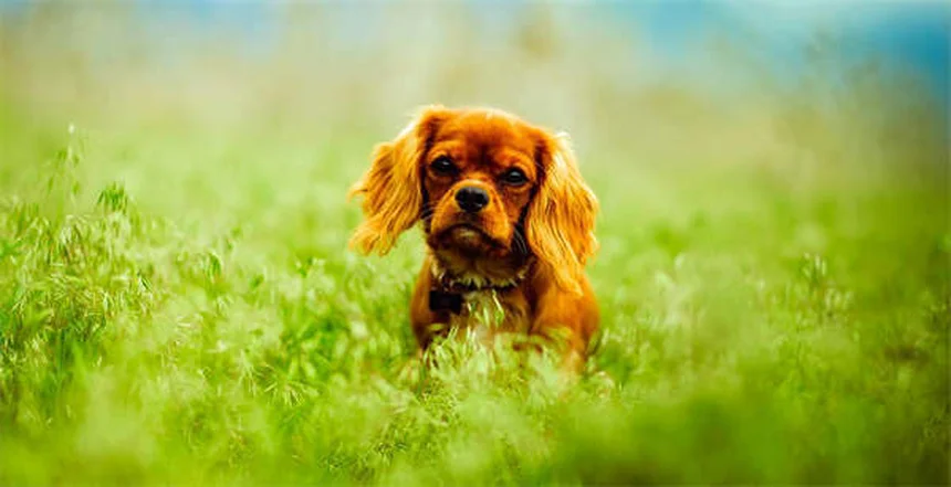 子犬のうんちの頻度5〜6回は普通？実体験で解説するトイレトレーニングのコツ