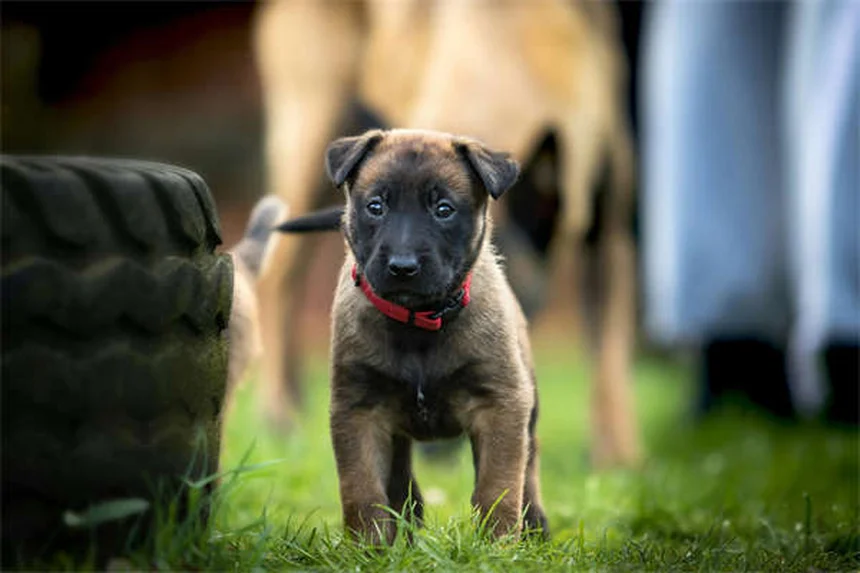 子犬のうんちの頻度5〜6回は普通？実体験で解説するトイレトレーニングのコツ