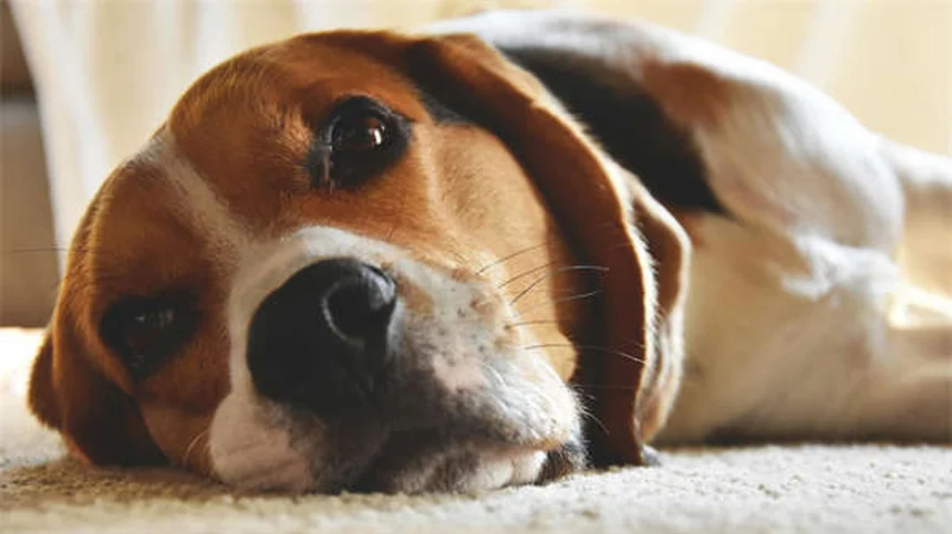 犬のかゆみ対策5選！獣医師も推奨する自宅ケア方法