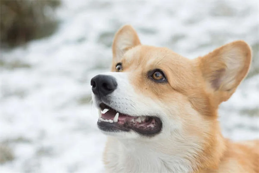 フレンチコブとは？絶滅危惧種の貴重な馬の魅力を徹底解説