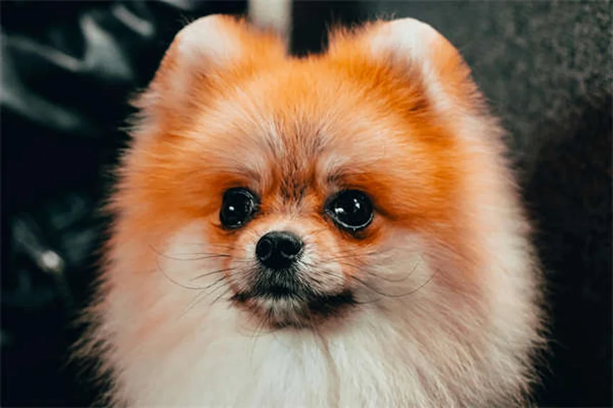 子犬用フードと成犬用フードの栄養比較｜違いを徹底解説